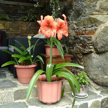Casa Rural O Carreiro Cedeira Zewnętrze zdjęcie
